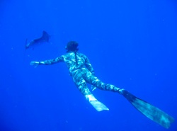 Reyngoudt said he was diving and spear-fishing before he was walking again, after the accident. Pictured here, he cruises the deep with a sailfish.